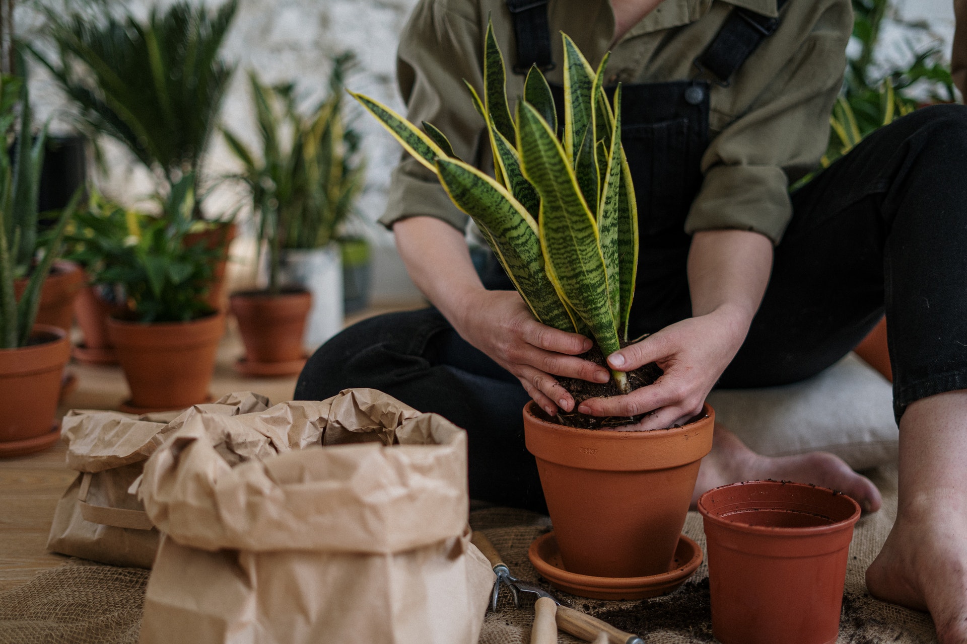 Planting