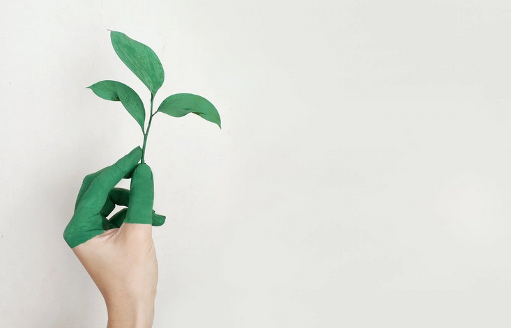 plants
